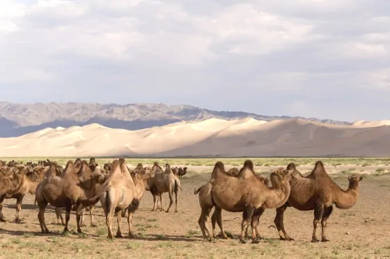 The largest camel race was successfully organized in Mongolian Gobi