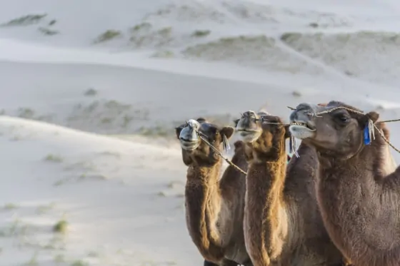 The largest camel race was successfully organized in Mongolian Gobi