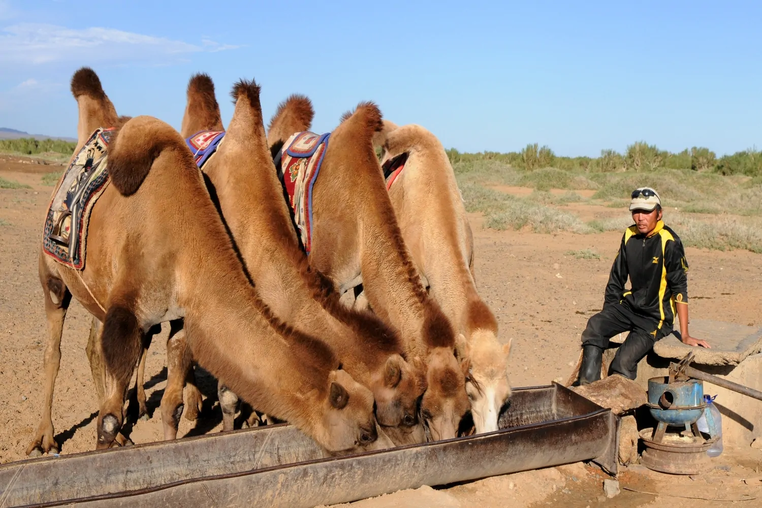 A camel breeder with his camels at Gobi desert Mongolia