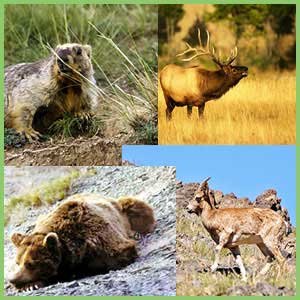 Animals of Mongolia - mammals of Mongolia