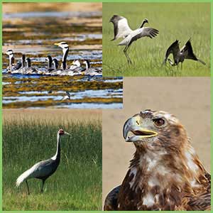 Birds in Mongolia - Mongolian birds - migratory birds of Mongolia