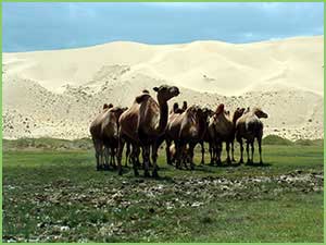The Gobi desert zone - Natural zones of Mongolia