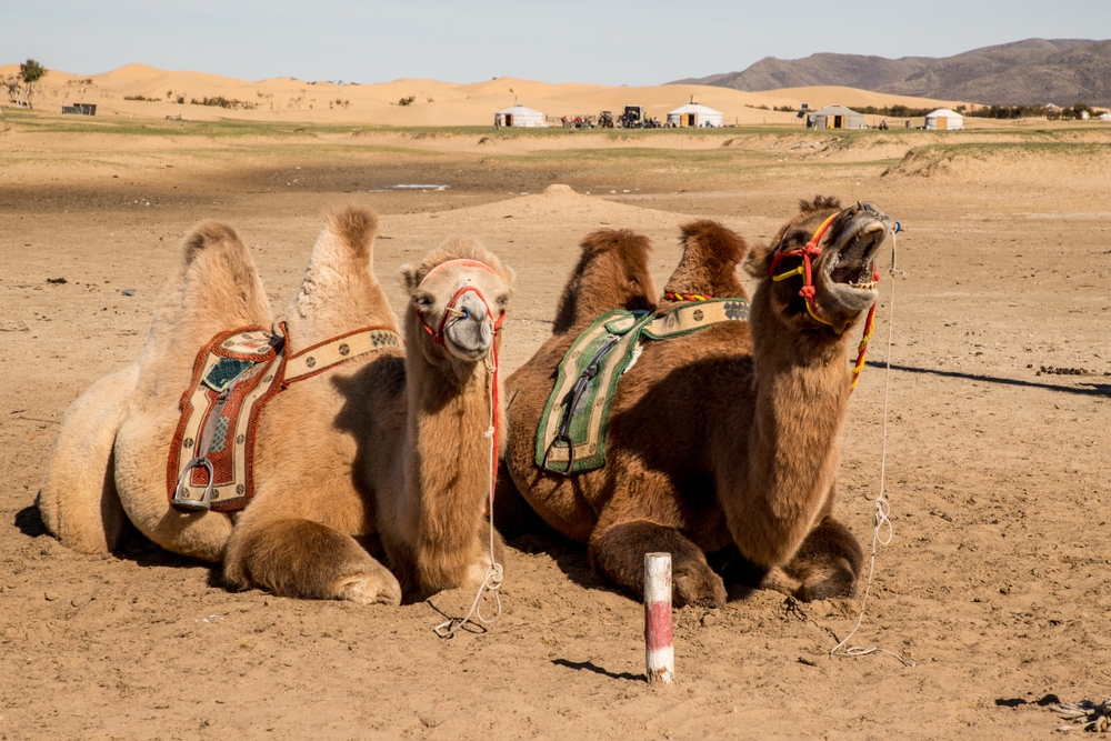 Camels at Elsen Tasarkhai aka Bayan Gobi sand dunes 