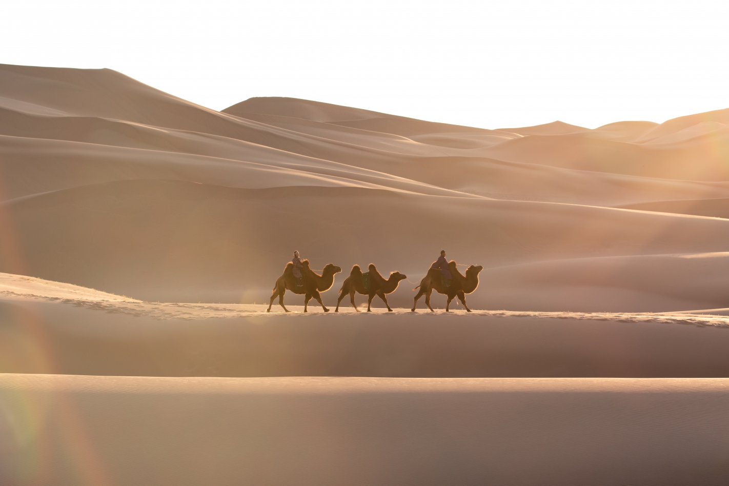 Nomadic married couple crossing huge sand dunes with their bactrian camel caravan at sunrise. Gobi desert, Mongolia.