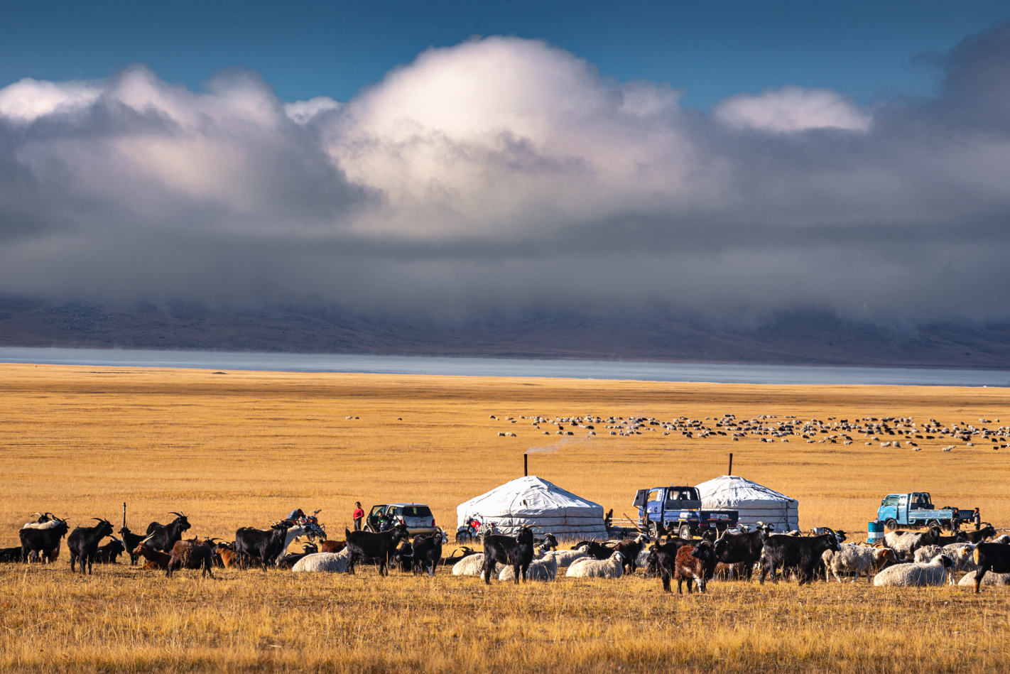 A nomadic Mongolian family standing outside their white ger (yurt) on the golden autumn steppe, surrounded by their livestock.