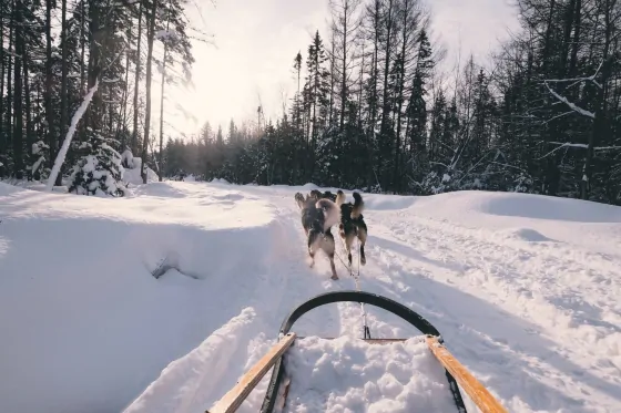 Dog Sledding on the Frozen Tuul River