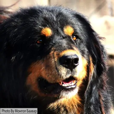 Dog’s role in Mongolian countryside