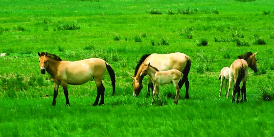 How to See Przewalski’s Wild Horse