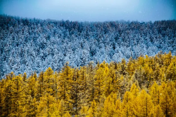 Embracing the Chill: A Glimpse into How Mongolians Prepare for Winter