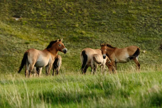 North and central Mongolia tour | Takhi wild horses in Mongolia | endangered horses on earth