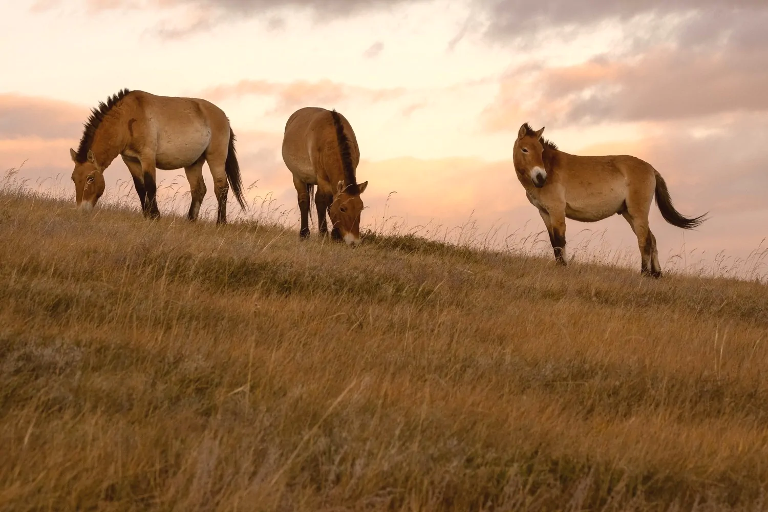 Takhi wild horses in Hustai National Park | khustai National Park in Mongolia