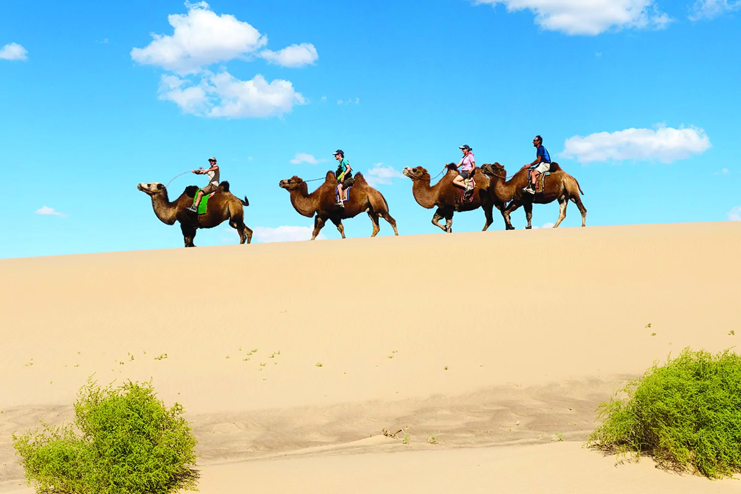 Camel riding in the Gobi Desert | Mongolia