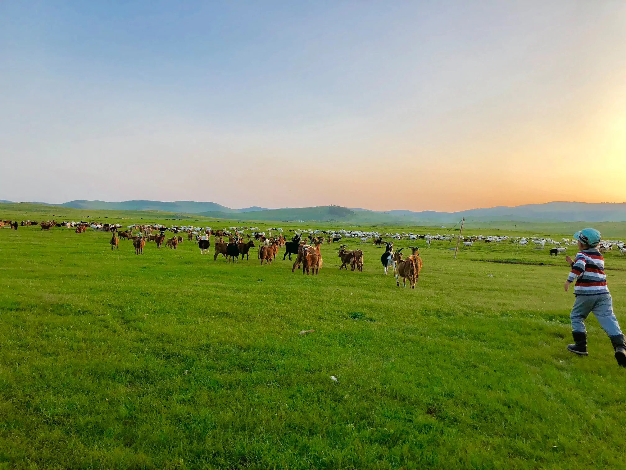 Herding sheeps and goat in Mongolia at Nomadic Family