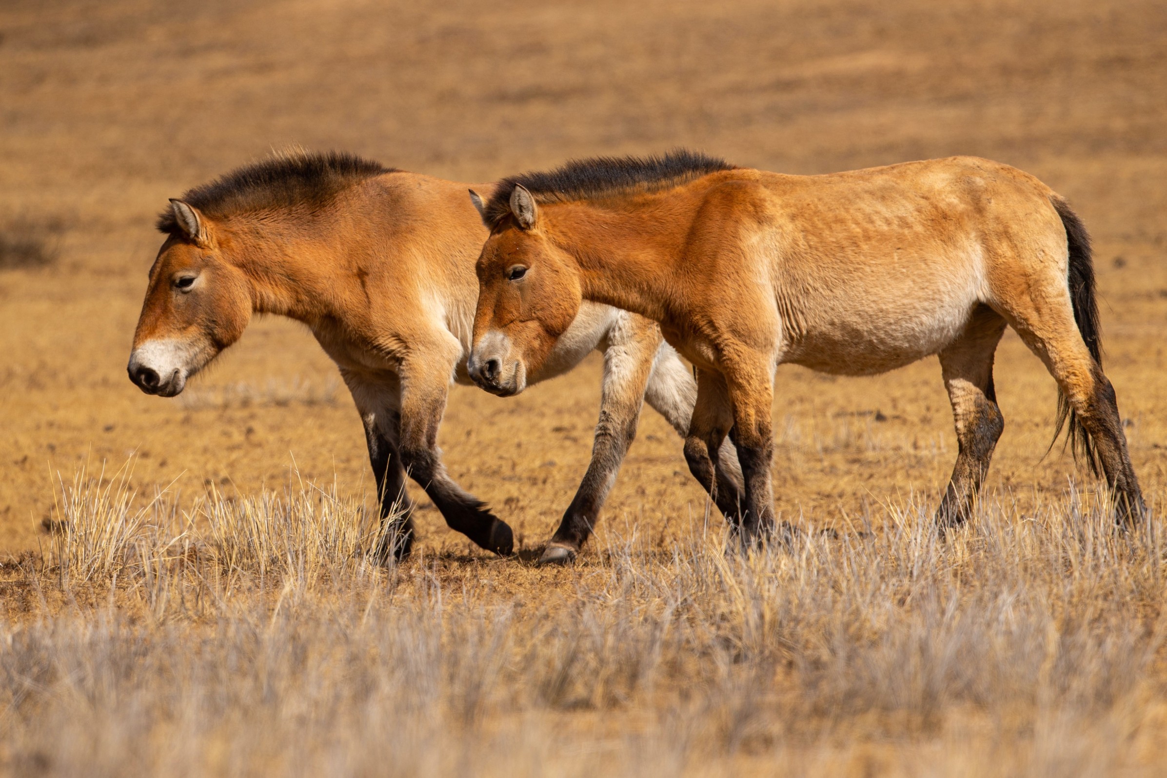 Spot wild Przewalski horses