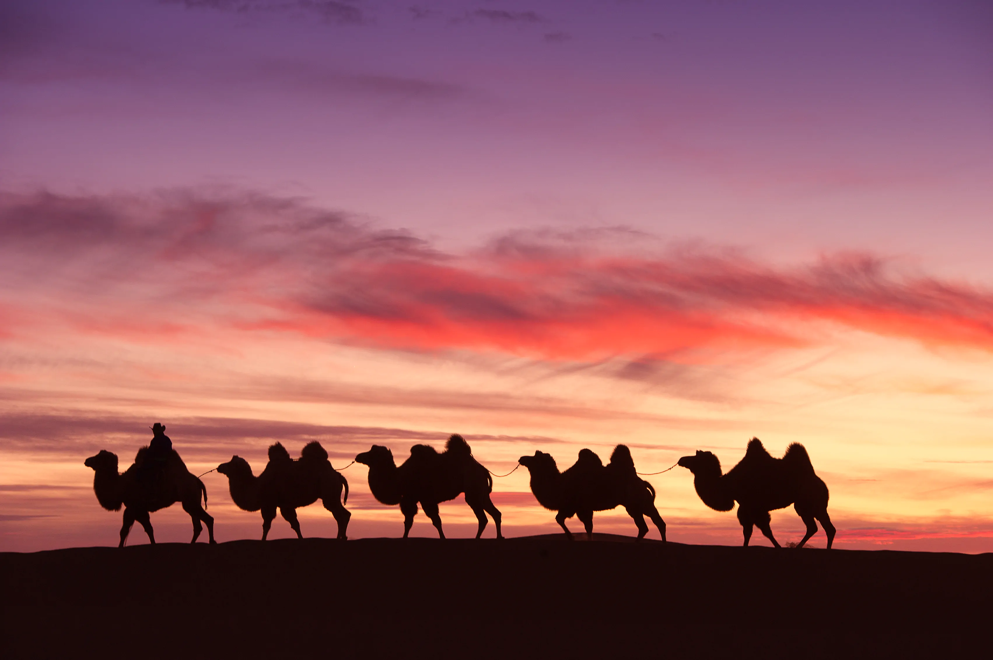 Embark on an unforgettable adventure with camel riding in Mongolia's Gobi Desert.