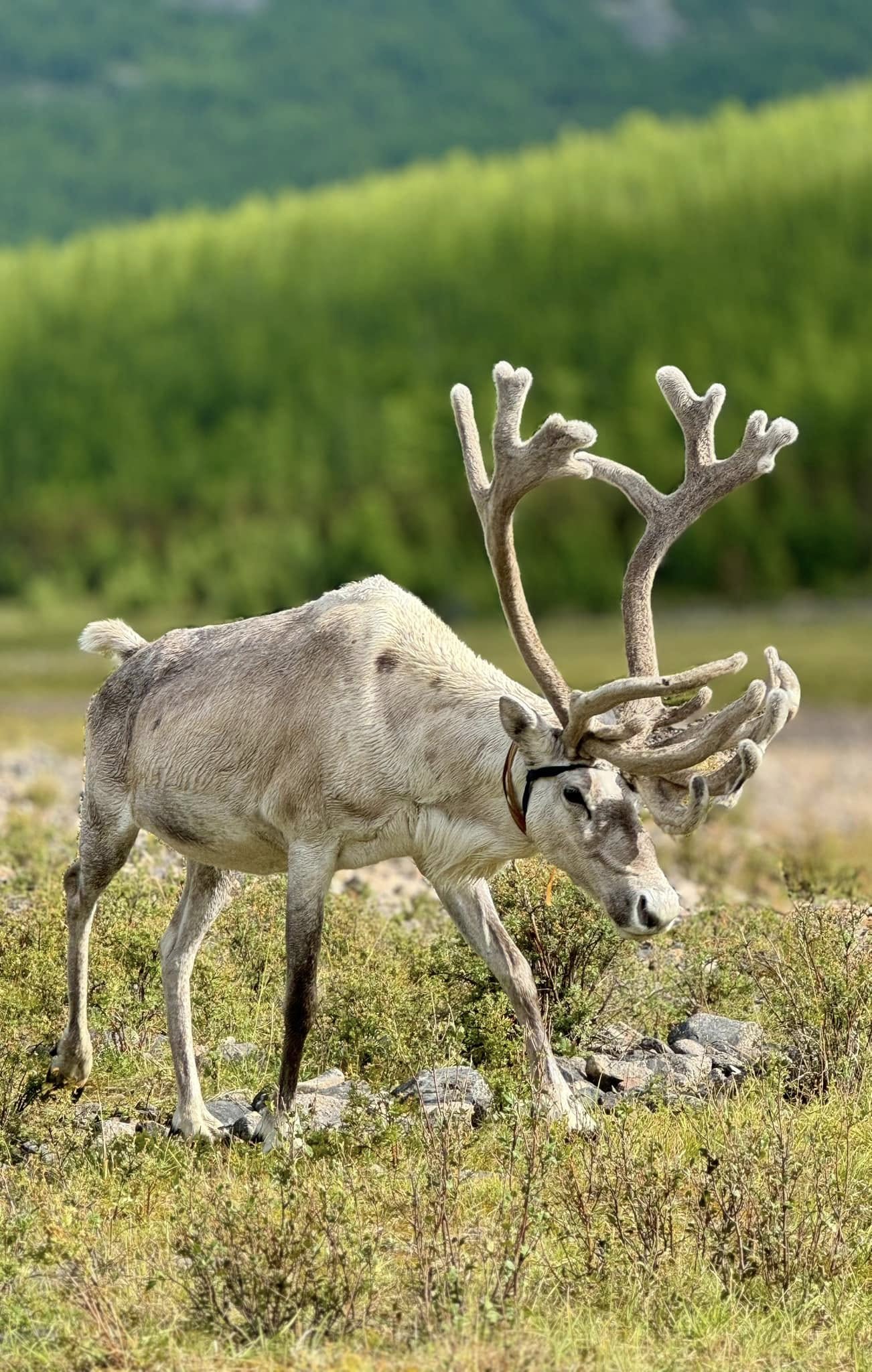 Reindeer in Taiga Mountian Mongolia